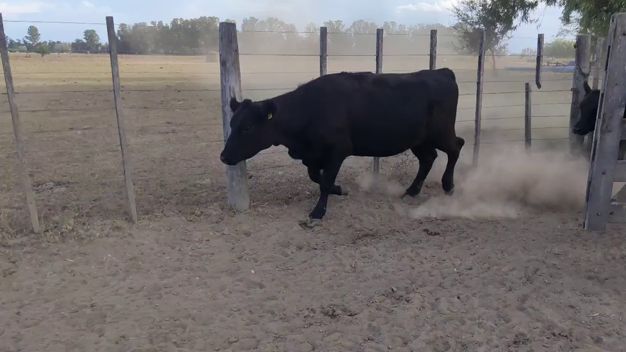 Lote 19 Vaquillonas C/ gtia de preñez en Brandsen, Buenos Aires