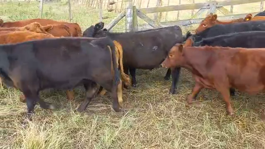 Lote 18 Terneros/as en Buenos Aires, Bolívar