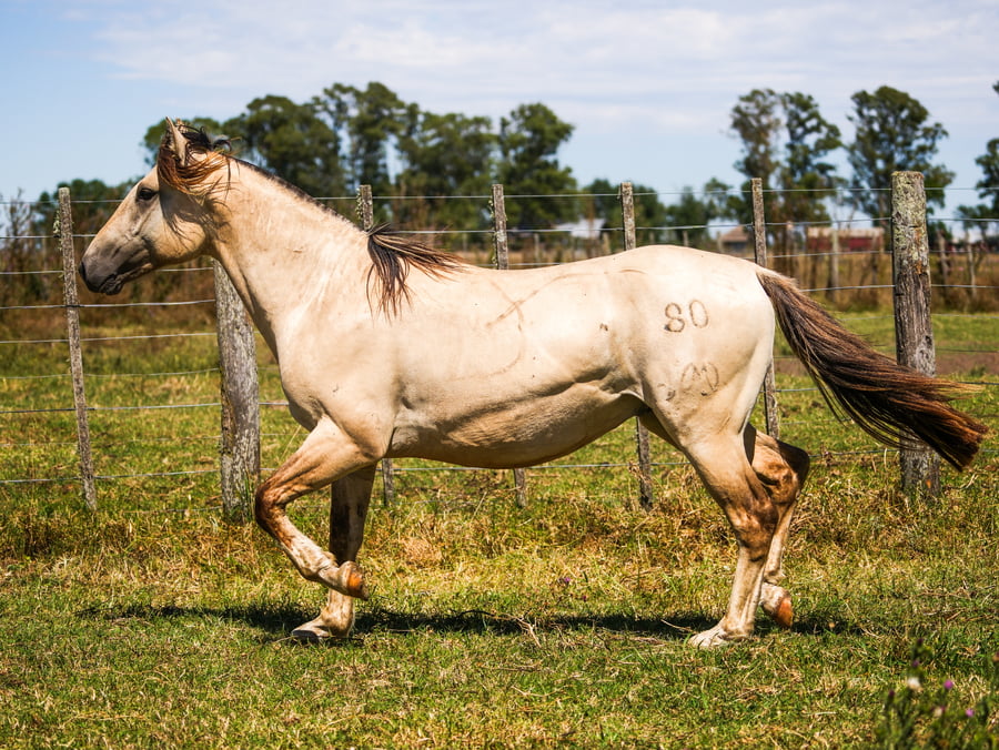 Lote SANTACRUCEÑO SOBERANO
