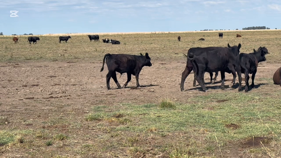 Lote 60 Terneros en Buenos Aires, arboledas