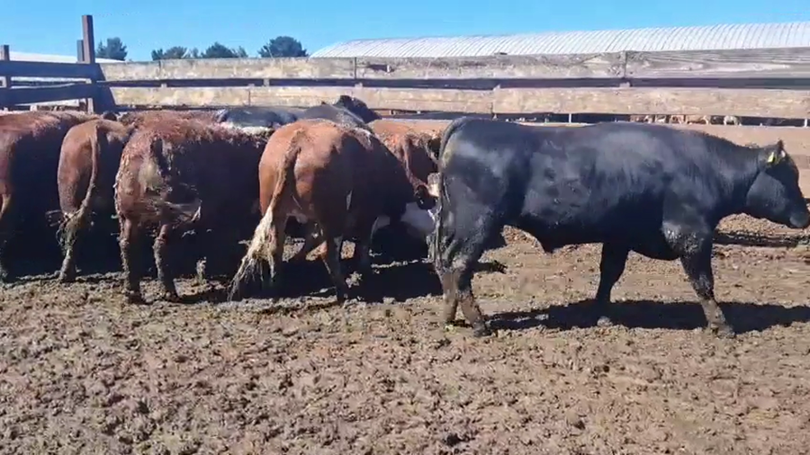 Lote 20 Novillo Gordo en Los Ángeles, VIII Región Biobío