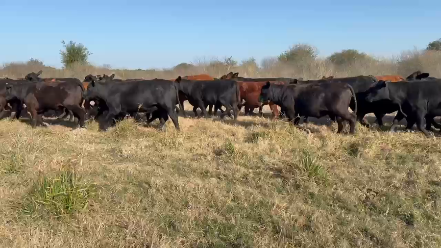 Lote 50 Vaquillonas preñadas en Chaco, Pdcia. Roca
