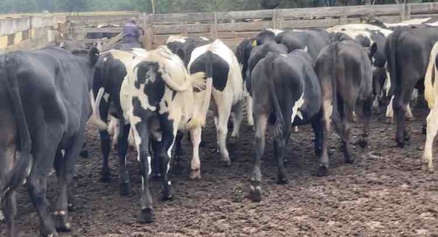 Lote 29 Novillo Engorda en Los Lagos, XIV Región Los Ríos