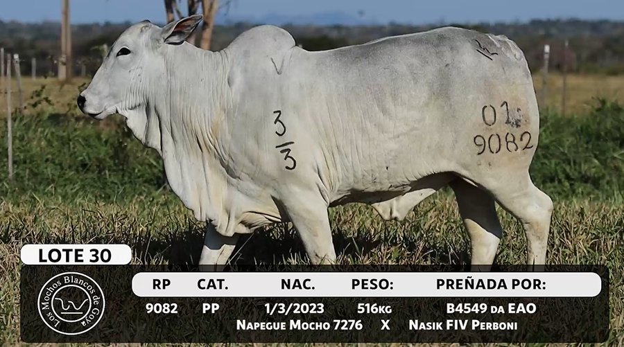 Lote LOTE 30