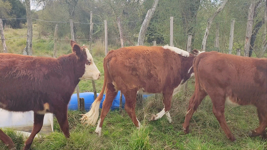 Lote 6 Terneras y Vaquillas en Corrientes, Curuzu Cuatia