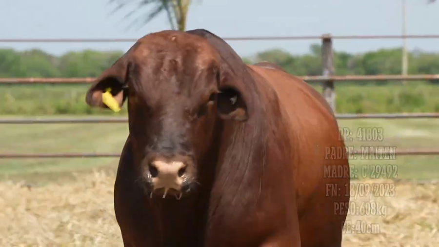 Lote Toro