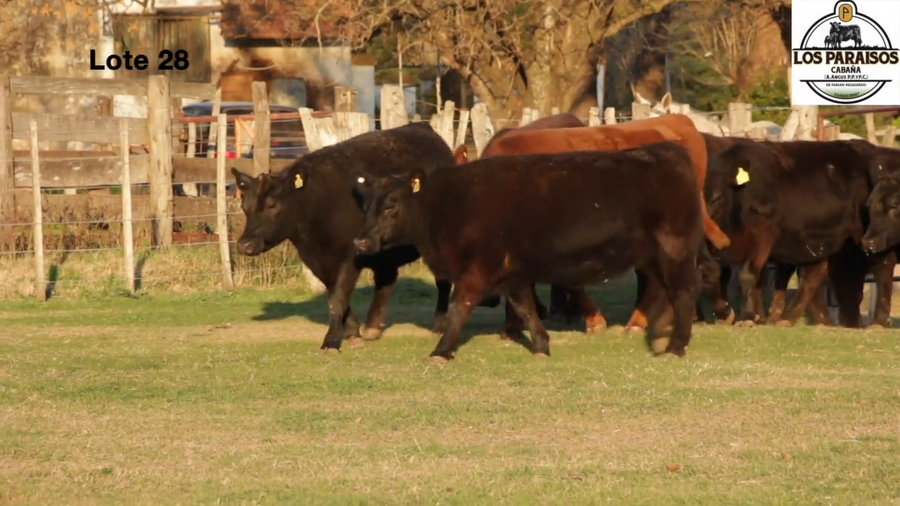 Lote VAQUILLONAS PURA CONTROLADAS PREÑADAS DE LA CABAÑA ""LOS PARAISOS"" DE REGGIARDO"