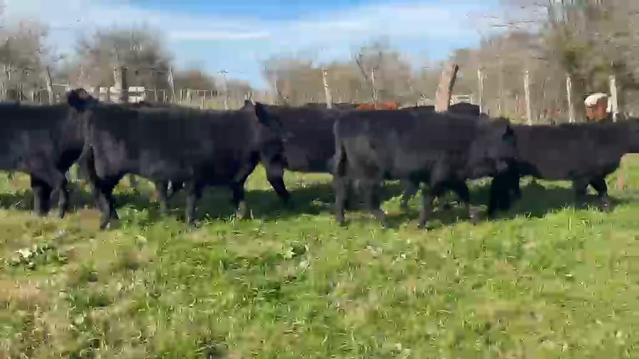 Lote 40 Terneras