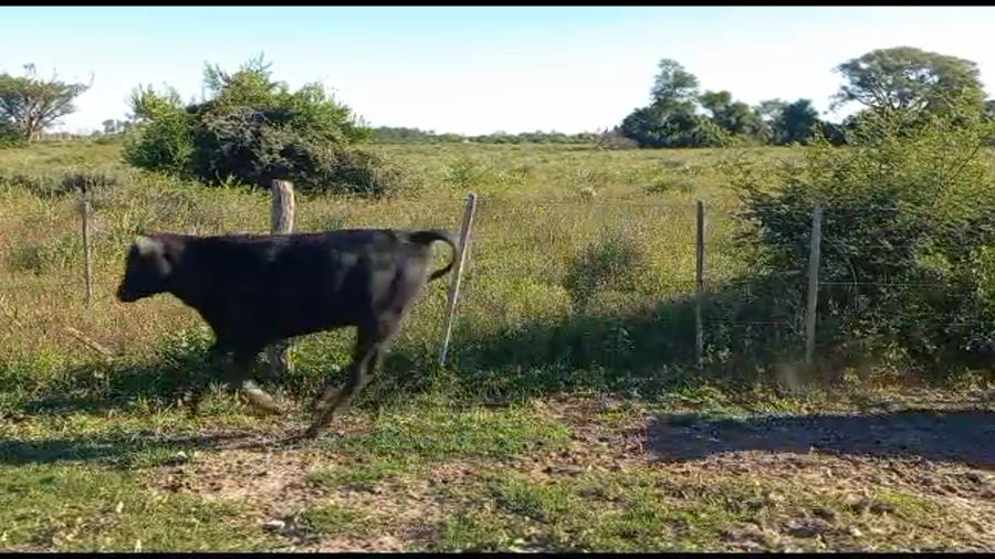 Lote 120 Terneros/as en Riachuelo, Corrientes