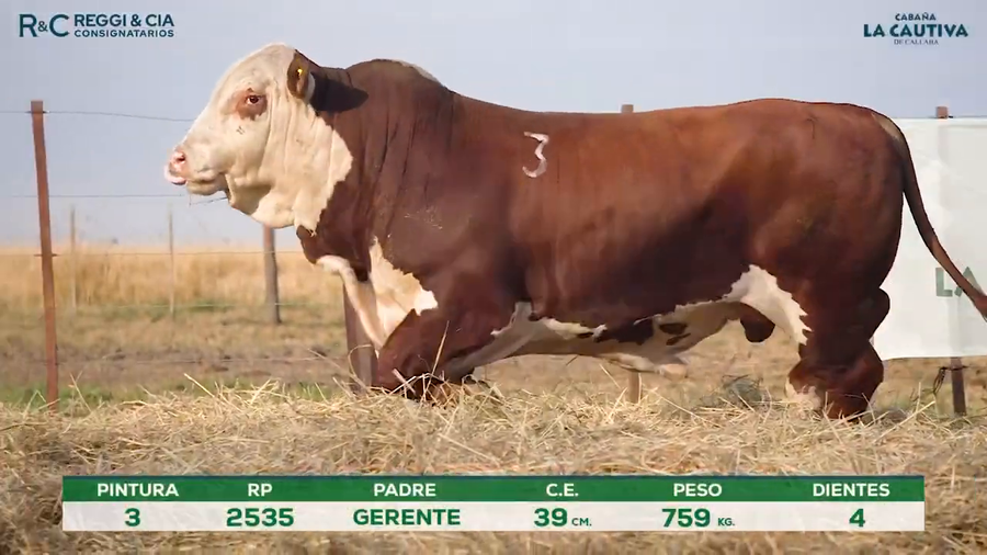 Lote Toros Braford controlados