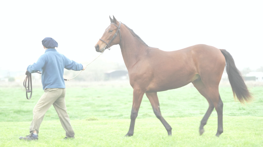 Lote MAXIMUS MAR (MARIGNAC -   MUSICAL BOX)