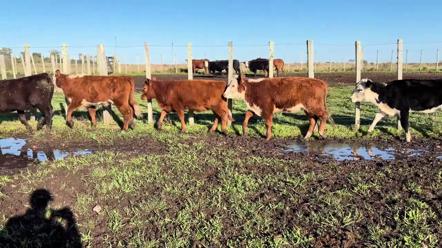 Lote TERNEROS Y TERNERAS