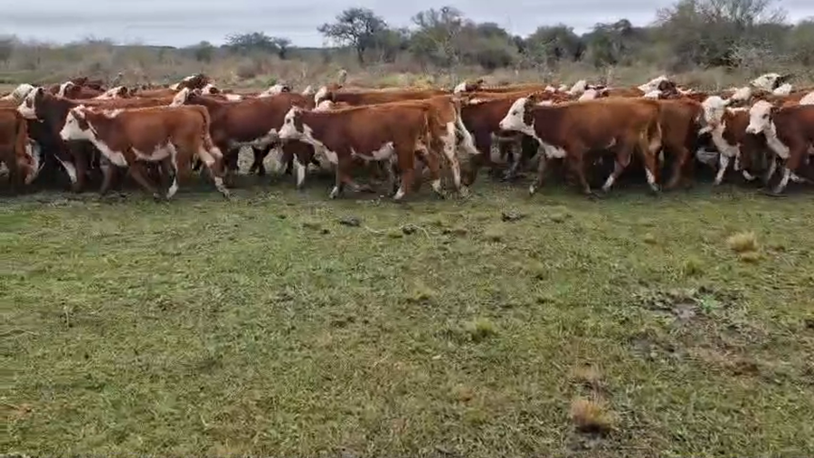 Lote 110 Terneras y vaquillas en Corrientes, Curuzú-Cuatiá