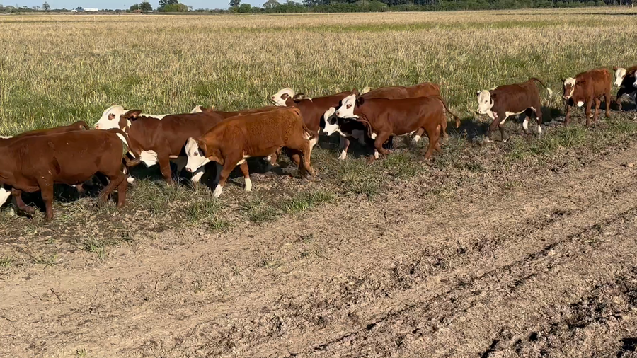 Lote 110 Terneros en Corrientes, Goya