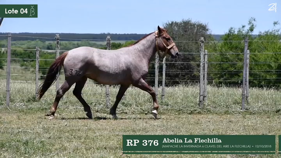 Lote Abelia La Flechilla