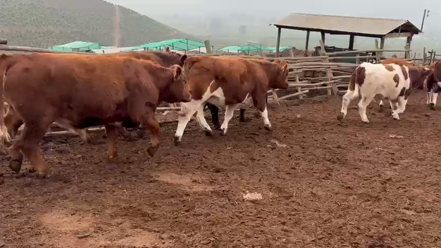 Lote 40 Novillo Gordo en Melipilla, Región Metropolitana
