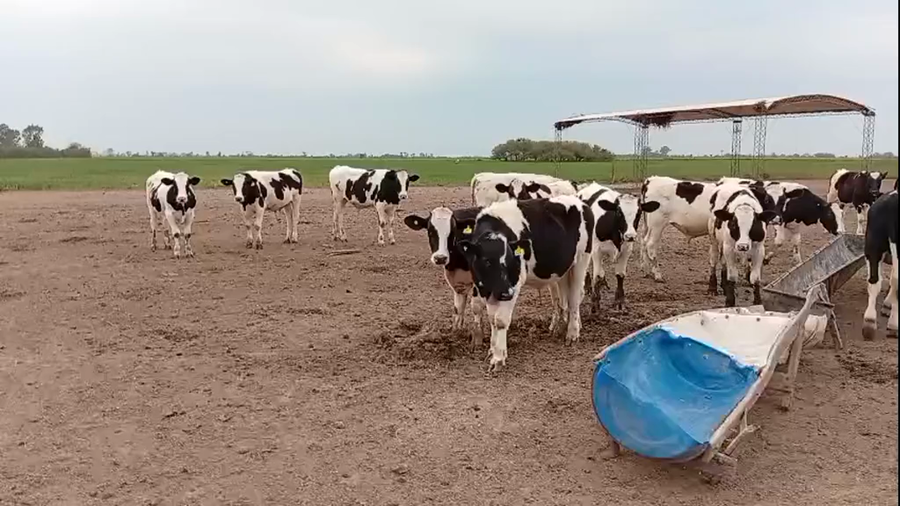 Lote 34 Novillitos Holando en Col. Bossi, Santa Fe
