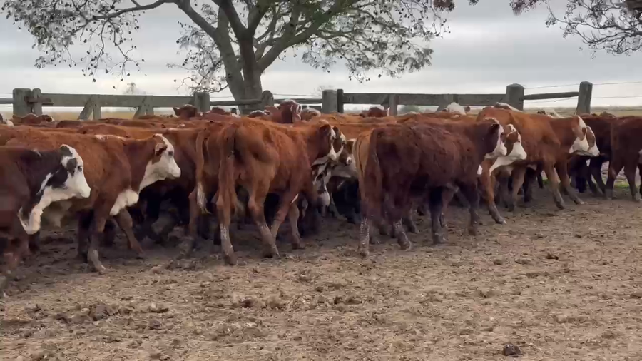 Lote 200 Terneros