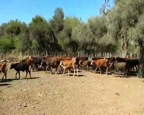 Lote 70 Terneros en Quimilí, Santiago del Estero