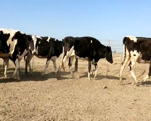 Lote VAQUILLONAS P/ENTORAR Y TERNERAS