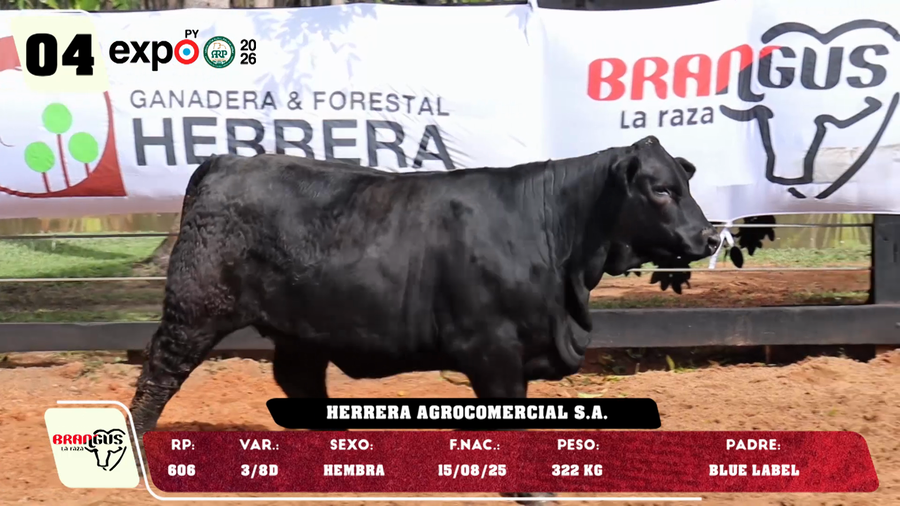 Lote LOTE 4
