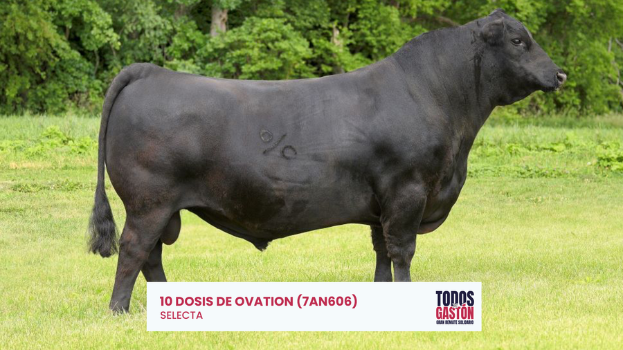 Lote Dosis Ovation - - - Selecta