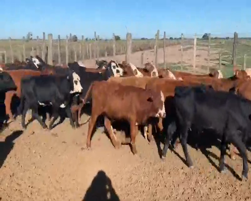 Lote 200 Terneras en Tostado, Santa Fe