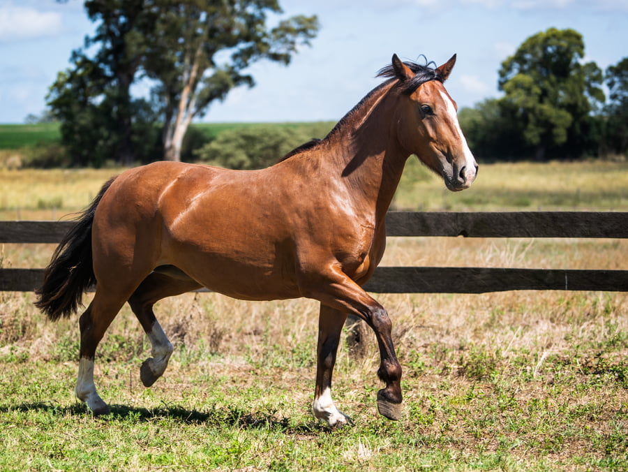 Lote VIRTUD INFLAMABLE