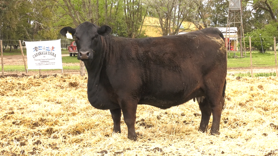 Lote HEMBRAS BRANGUS REGISTRO CONTROLADO