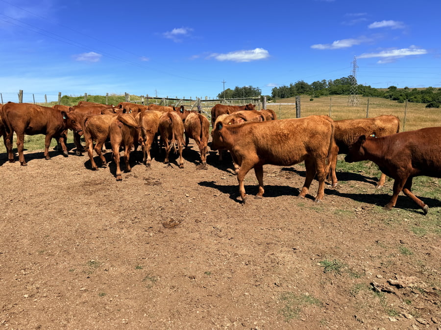 Lote Vaquillonas 1 a 2 años