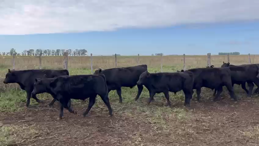 Lote 44 Terneros EN URDAMPILLETA