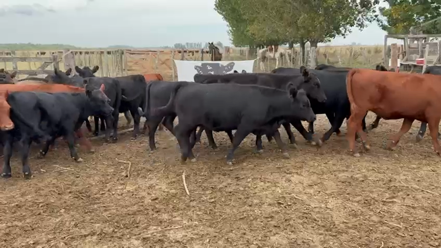 Lote 33 Terneras