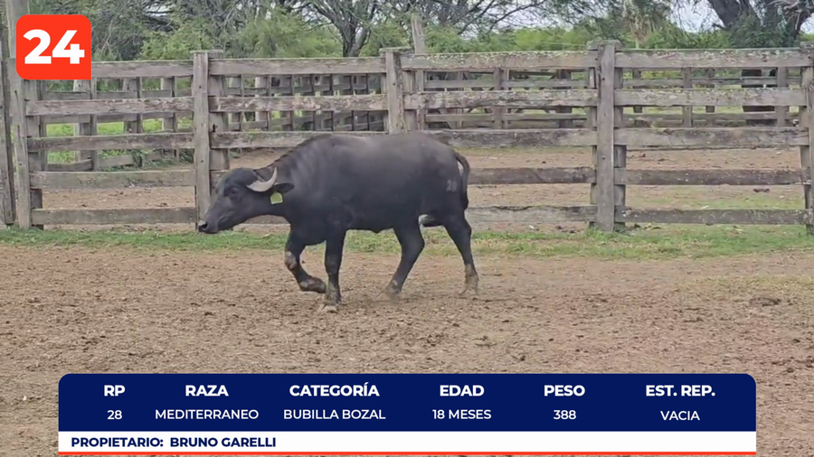 Lote LOTE 24