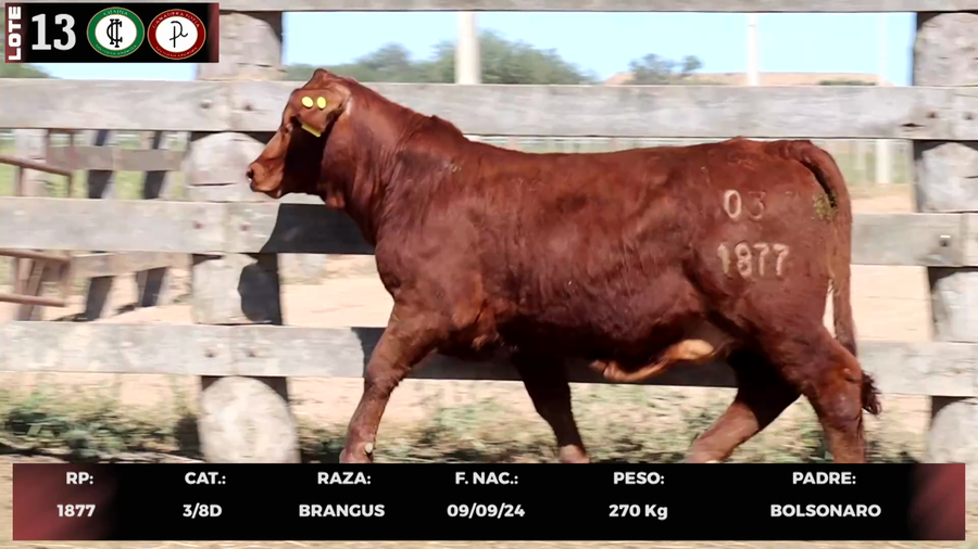 Lote LOTE 13
