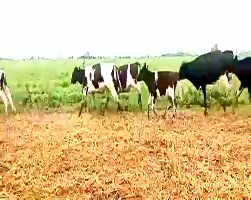 Lote 42 Novillitos en Canals, Córdoba