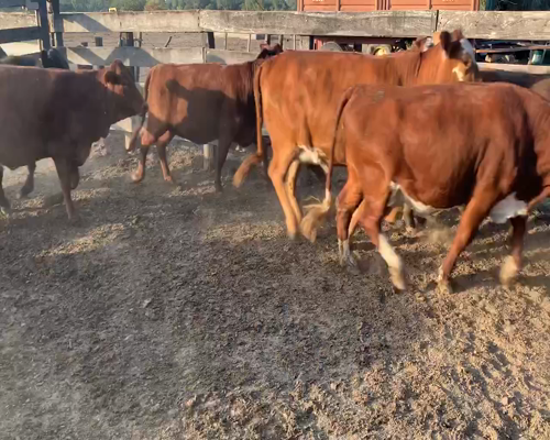 Lote 60 Vaquillonas en Juan José Castelli, Chaco