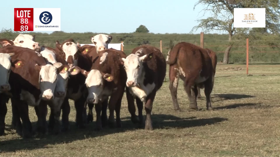 Lote Vaquillas Braford Generales para Servicio