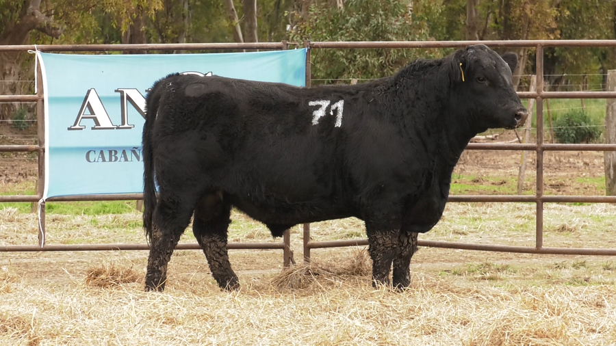 Lote TOROS ANGUS NEGROS  PC