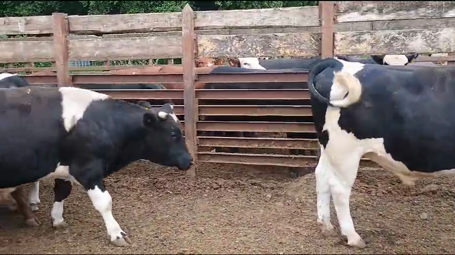 Lote 20 Novillo Gordo en Los Ángeles, VIII Región Biobío