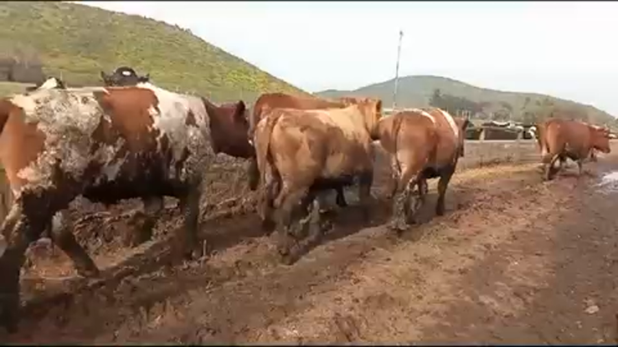 Lote 20 Novillo Gordo en Melipilla, Región Metropolitana