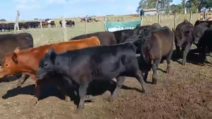 Lote 50 Terneros/as en Rauch