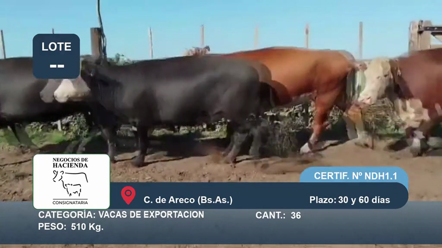 Lote 36 Vaca Exportacion en Buenos Aires, Carmen de Areco