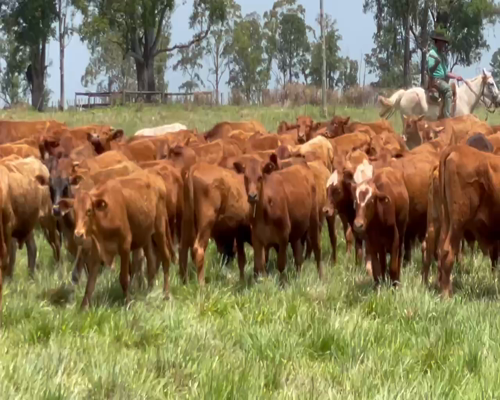 Lote 300 Terneros en Santo Tomé, Corrientes