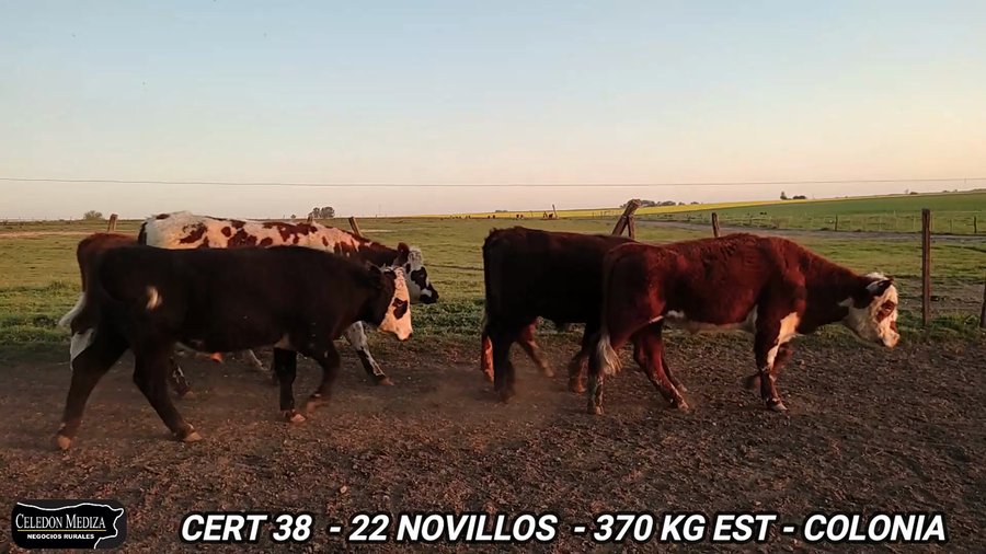 Lote 22 Novillos 1 a 2 años en Colonia