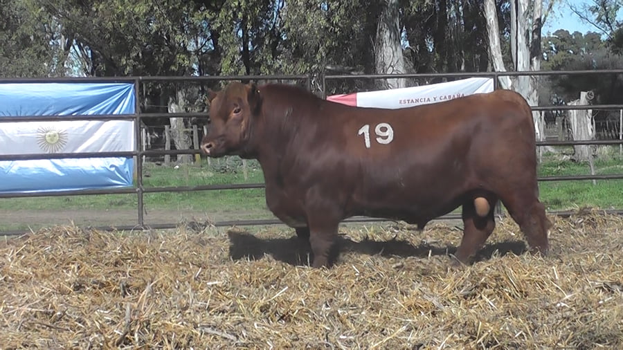 Lote ANGUS PURO CONTROLADO