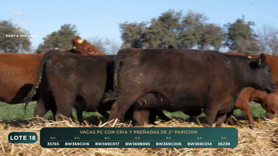 Lote VACAS PC PARIDAS y PREÑADAS