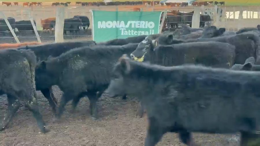 Lote 90 Vaquillonas en La Pampa, Trenel