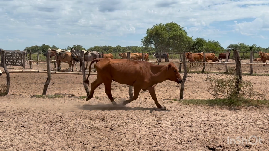 Lote 27 Vacas p/ invernar en Corrientes, San Miguel