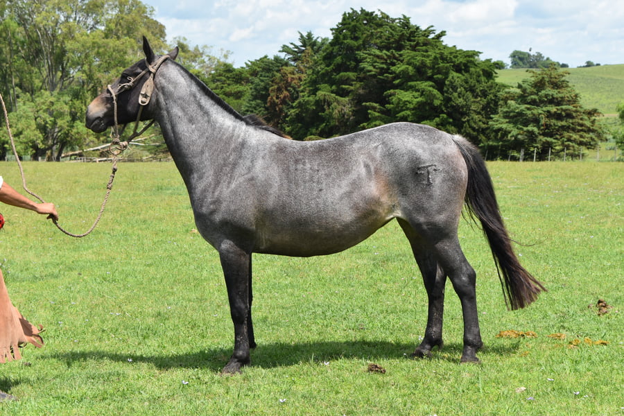 Lote RP 133 - VILLERA TURENA