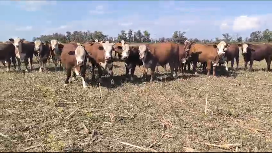 Lote 120 Novillos